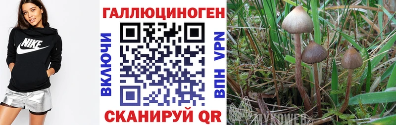 где купить наркоту Балахна ссылка на мегу Галлюциногенные грибы мицелий
